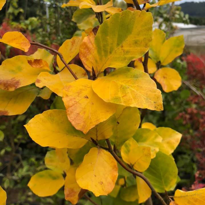 Fagus sylvatica Dawyck Gold 1