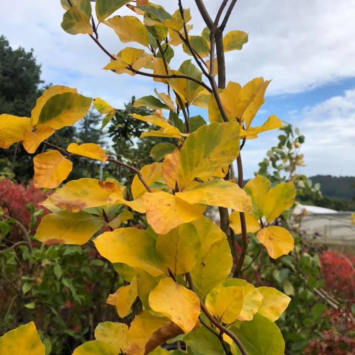 Fagus sylvatica Dawyck Gold 2