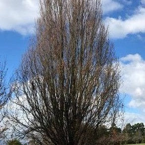 Fagus sylvatica Dawyck Purple 1