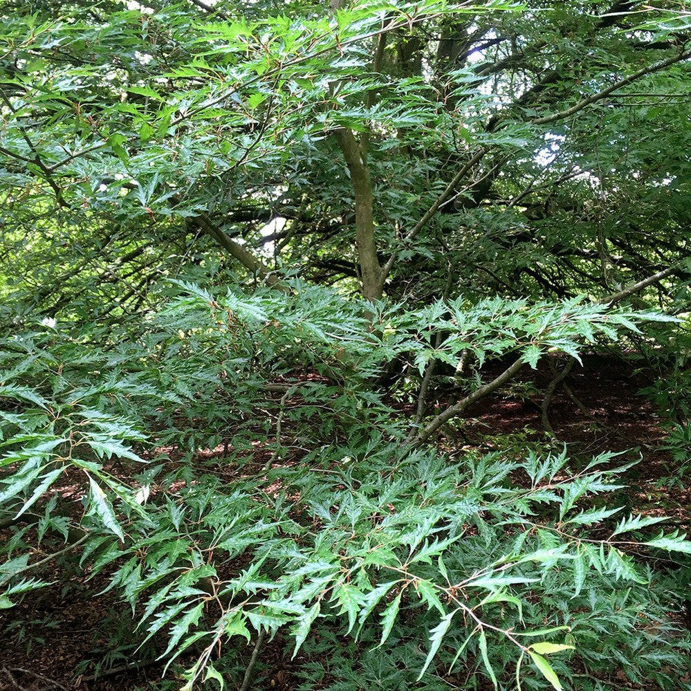 Fagus sylvatica Heterophylla 1