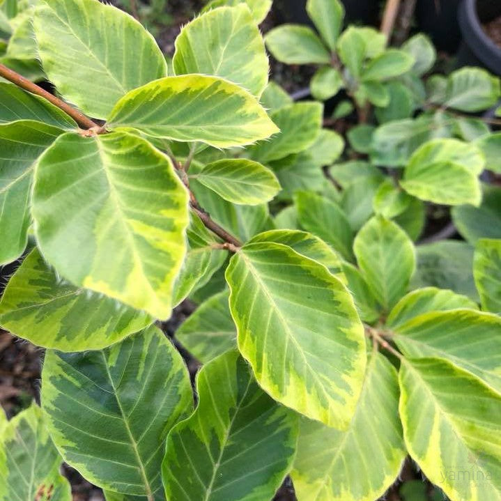 Fagus sylvatica Luteovariegata 1