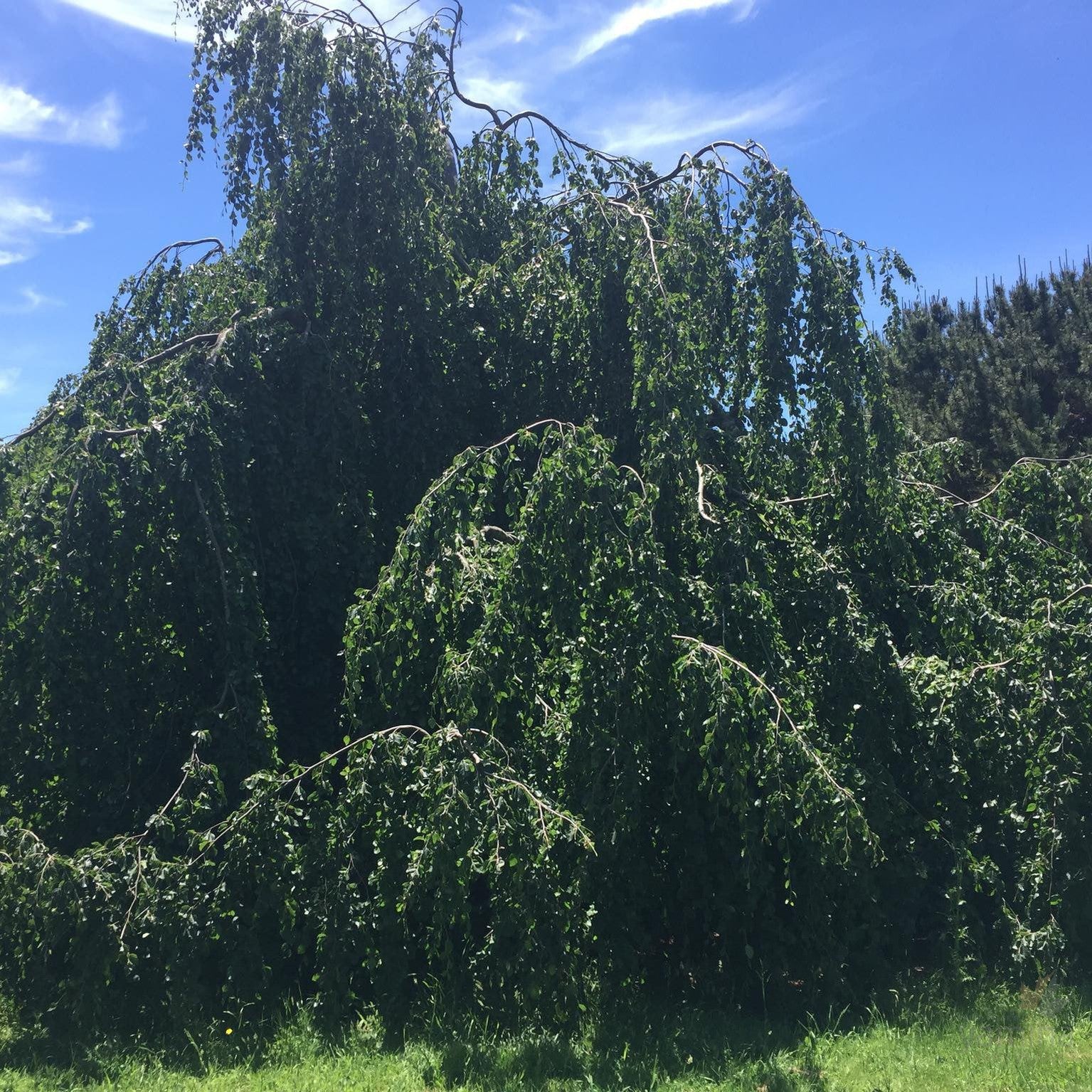 Fagus sylvatica Pendula 1