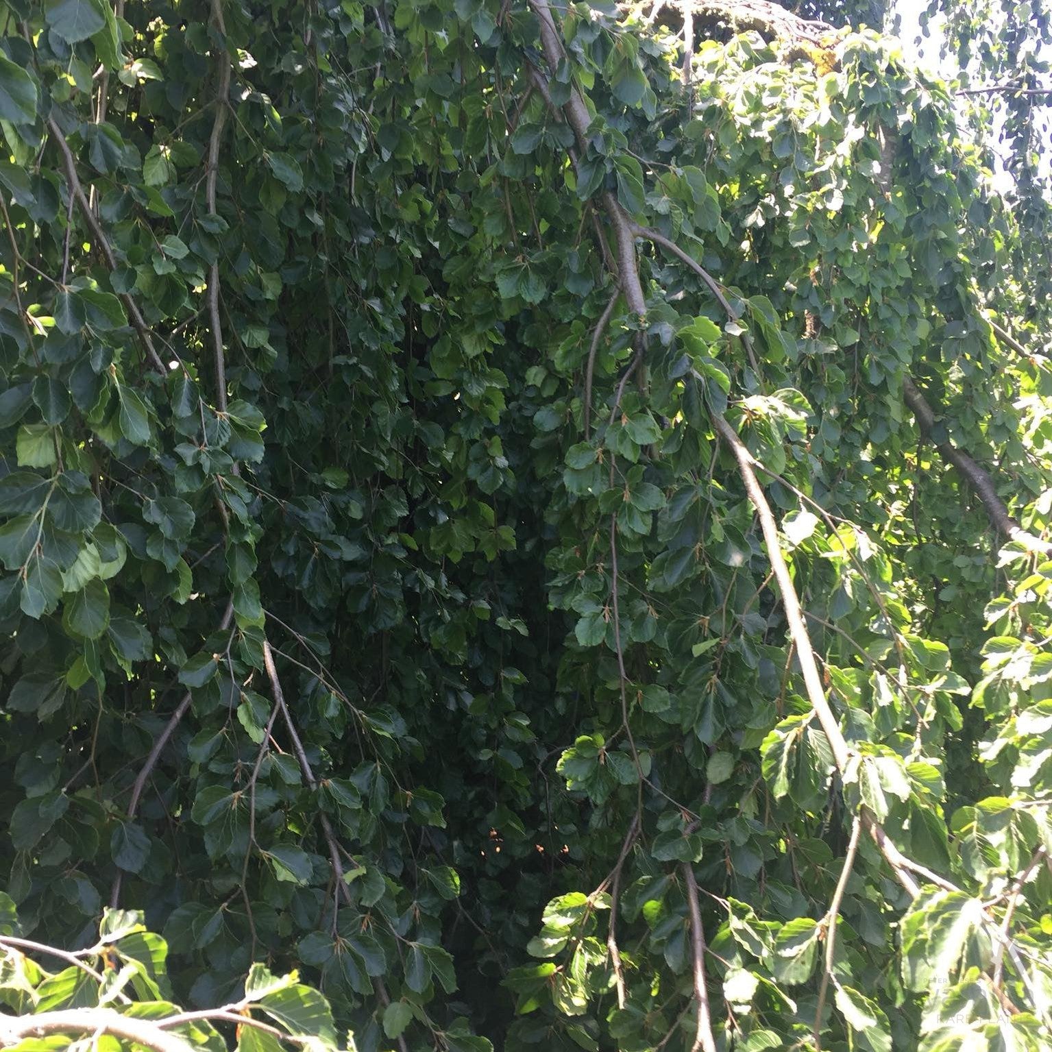 Fagus sylvatica Pendula 2