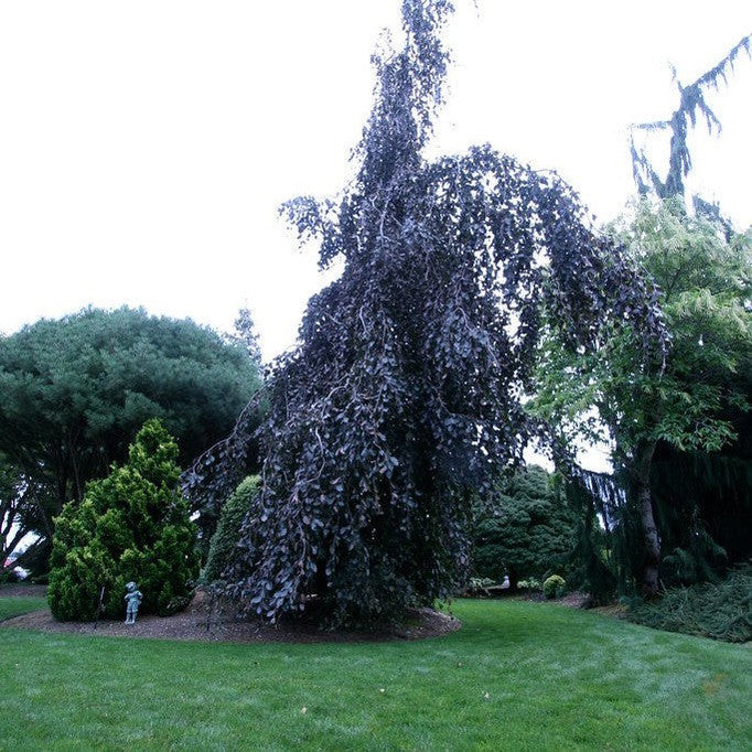 Fagus sylvatica Purple Fountain 1