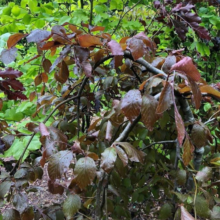 Fagus sylvatica Purpurea Pendula 2