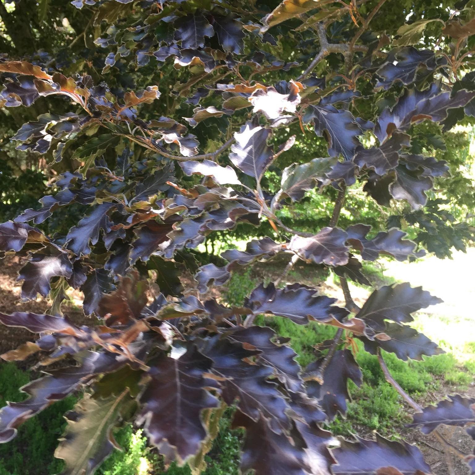 Fagus sylvatica Rohanii 1