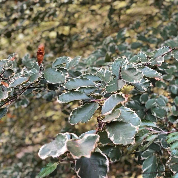 Fagus sylvatica Roseomarginata 1