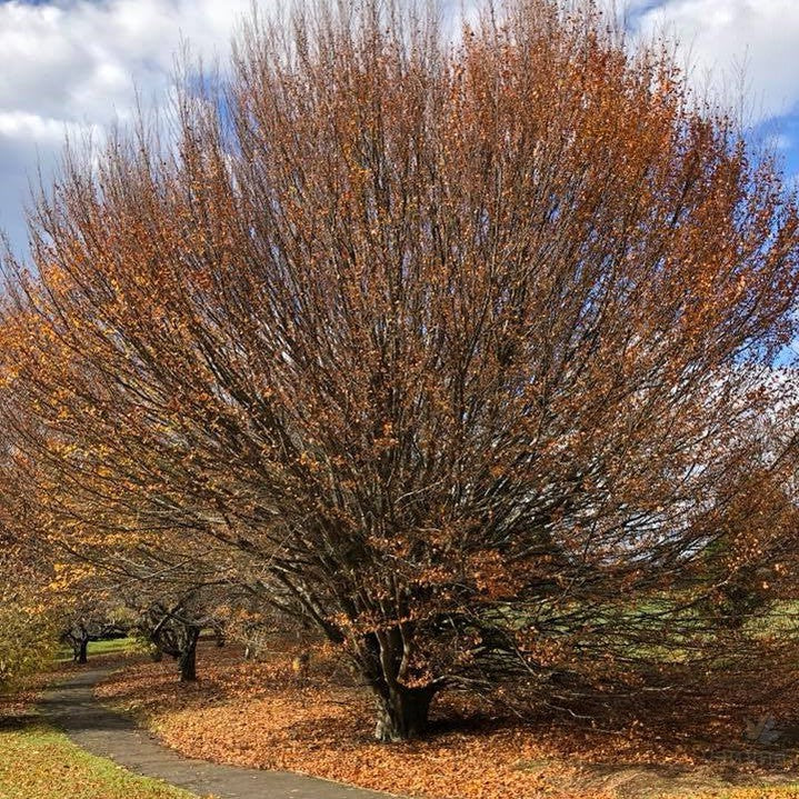 Fagus sylvatica Rotundifolia 1