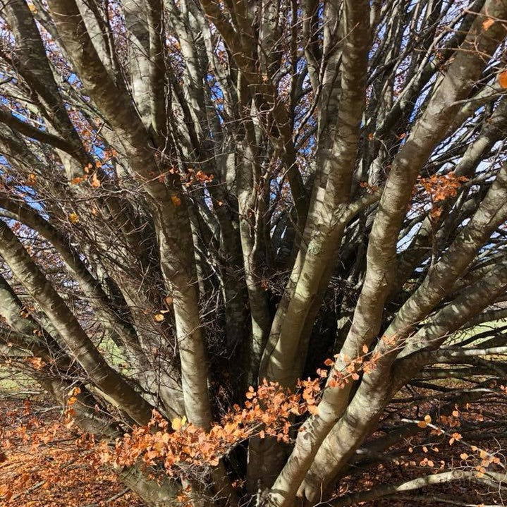 Fagus sylvatica Rotundifolia 2