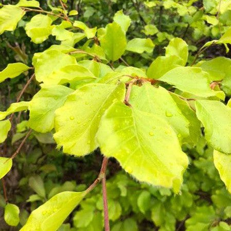 Fagus sylvatica Zlatia 1