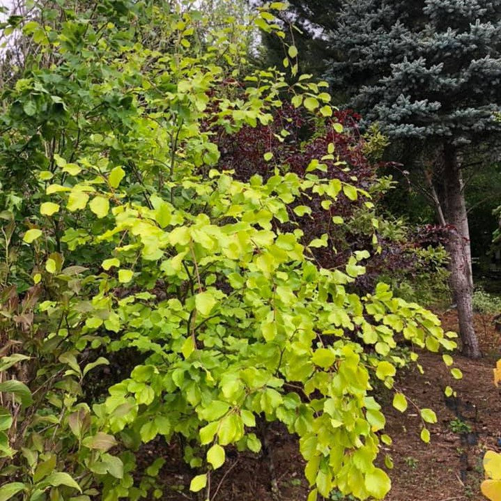 Fagus sylvatica Zlatia 2