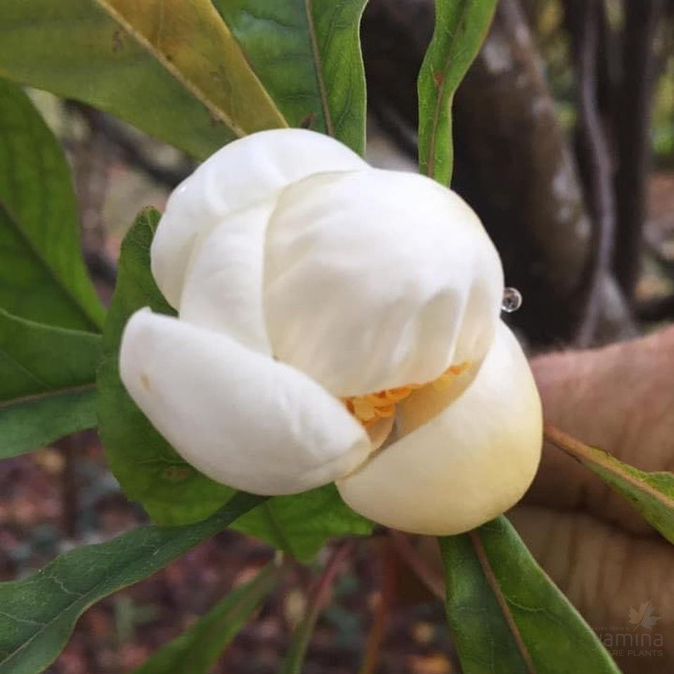 Franklinia alatamaha 1