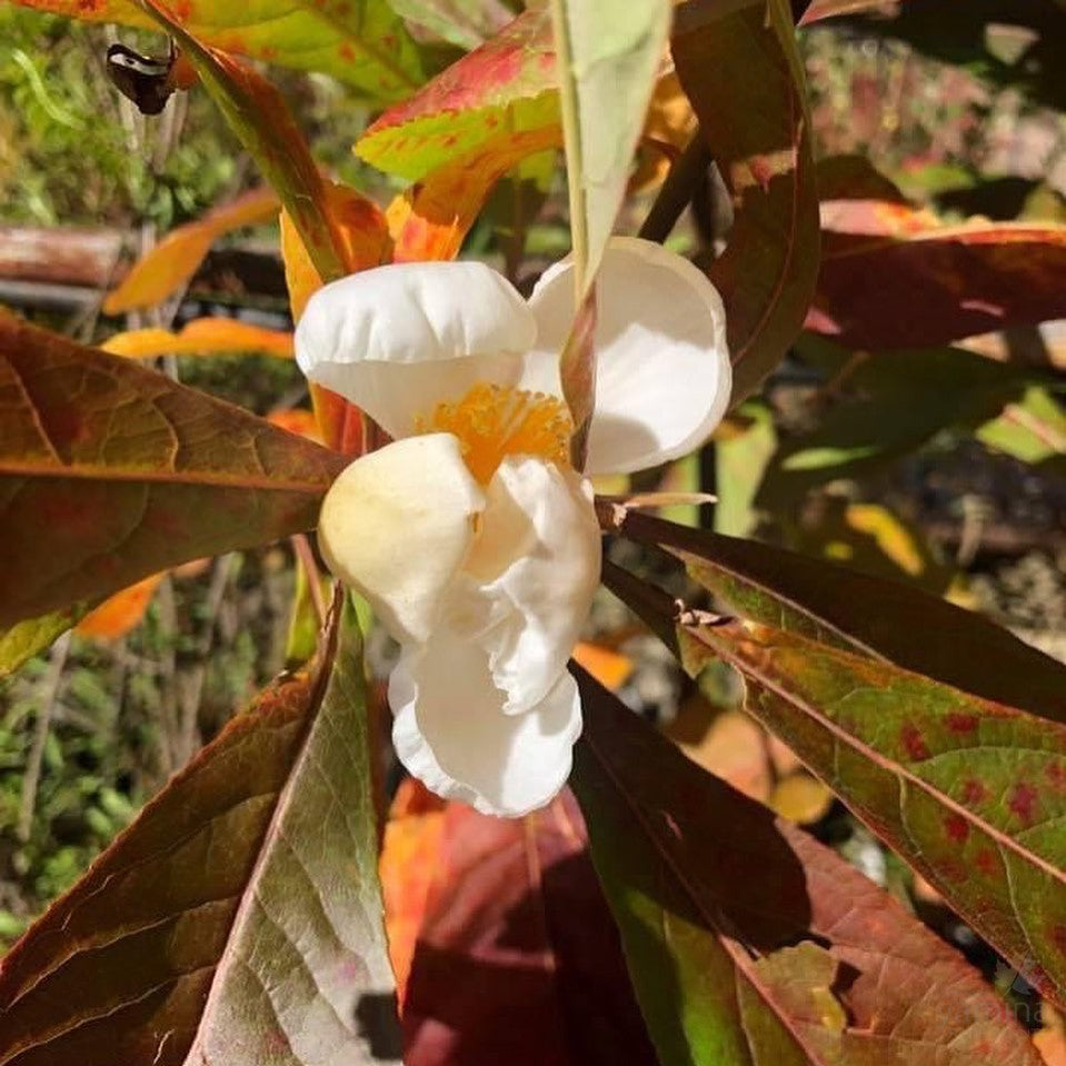 Franklinia alatamaha 2