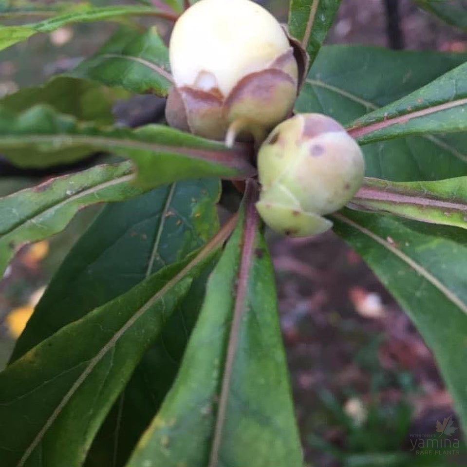 Franklinia alatamaha 3