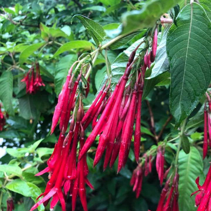 Fuchsia boliviana 1