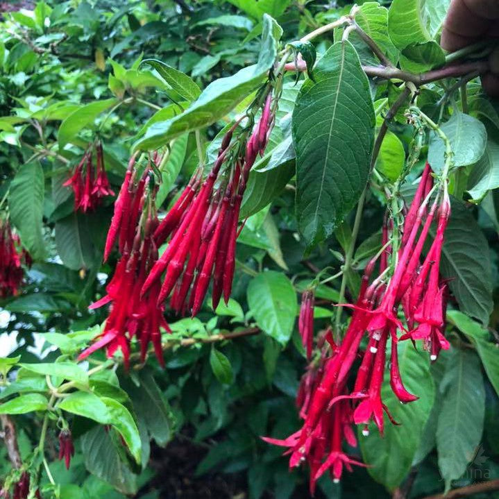 Fuchsia boliviana 2