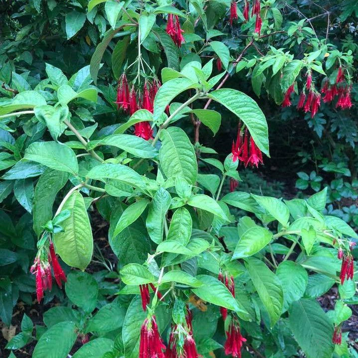 Fuchsia boliviana 3