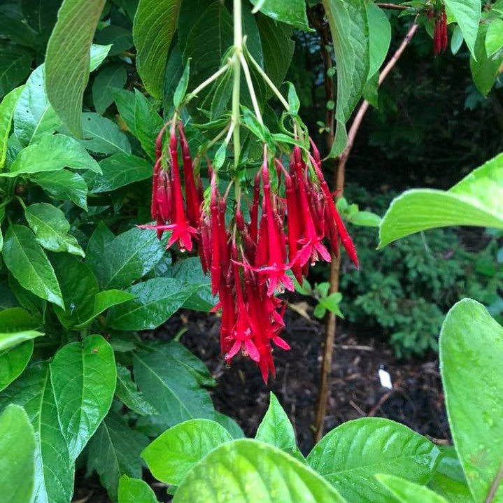 Fuchsia boliviana 4