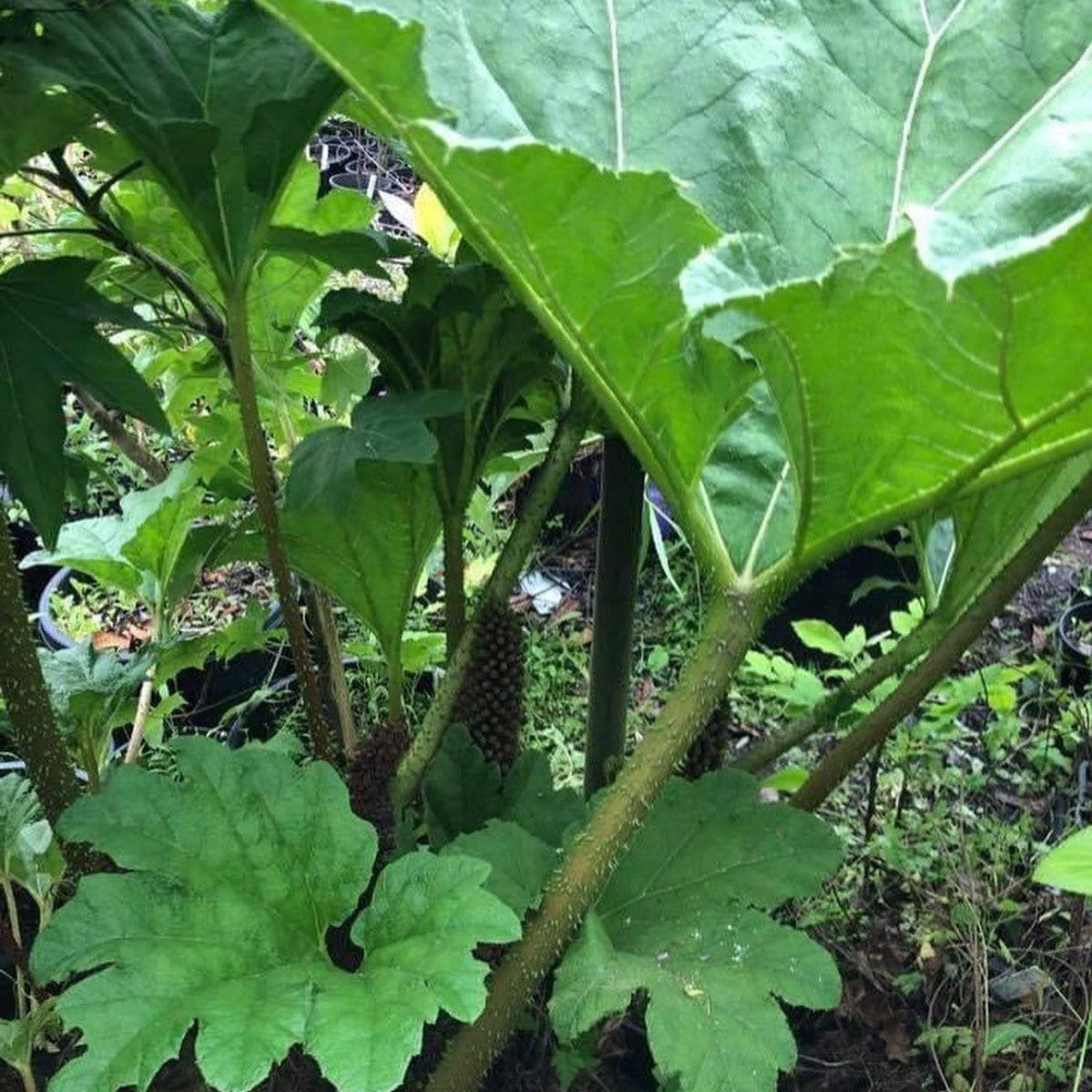 Gunnera manicata 1