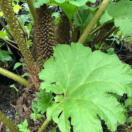 Gunnera manicata 2