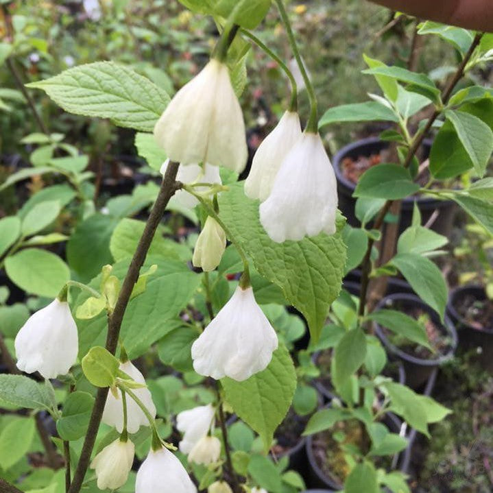 Halesia monticola 1