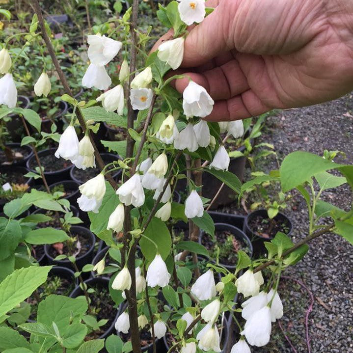 Halesia monticola 2