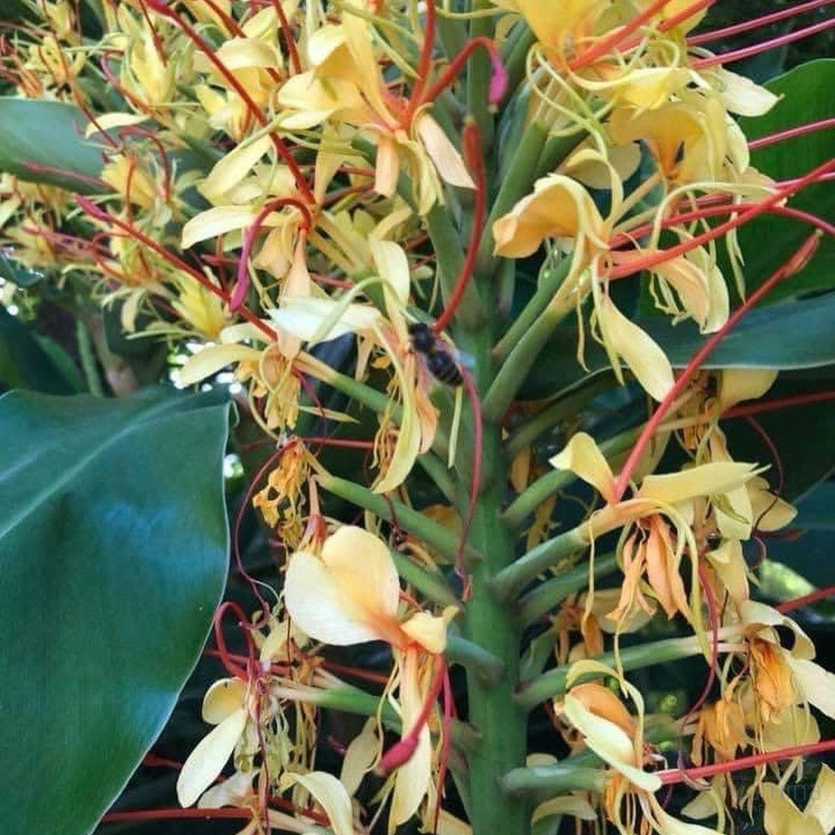 Hedychium gardnerianum 1