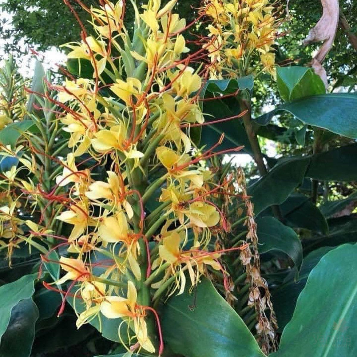 Hedychium gardnerianum 2