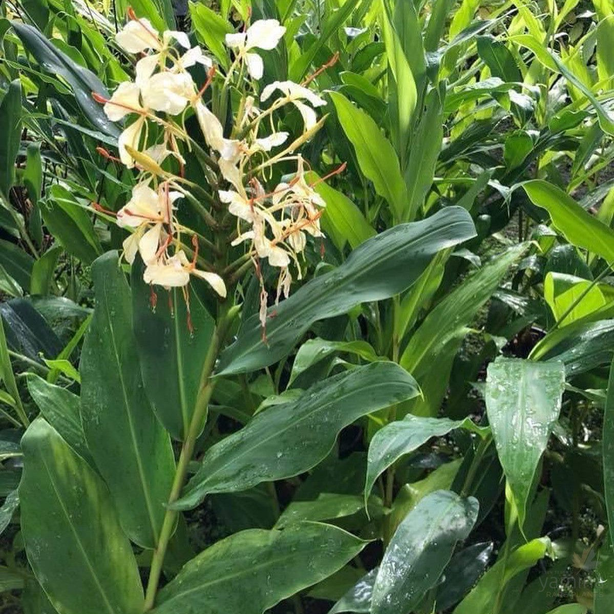 Hedychium gardnerianum 3