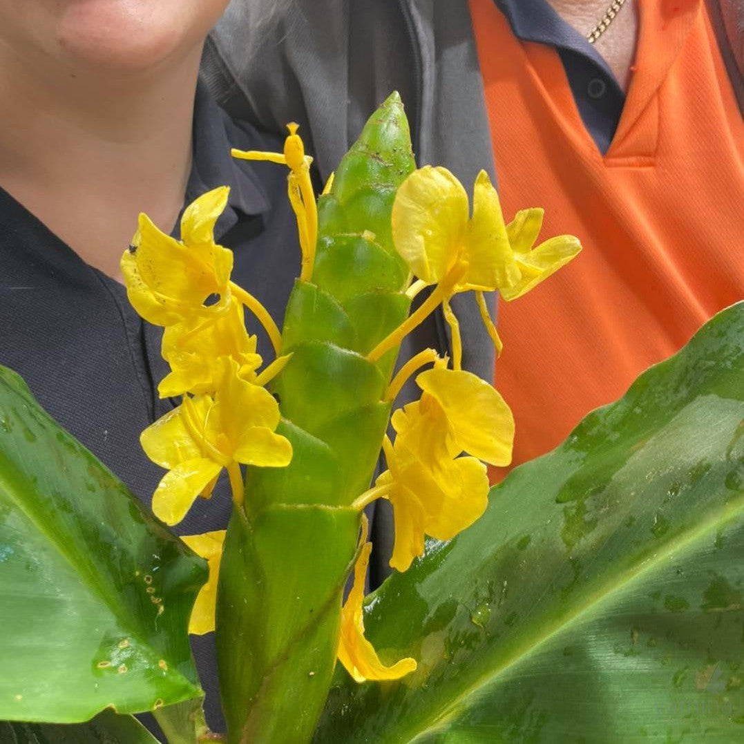 Hedychium wardii 1