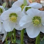 Helleborus x Snow Love-Yamina Rare Plants