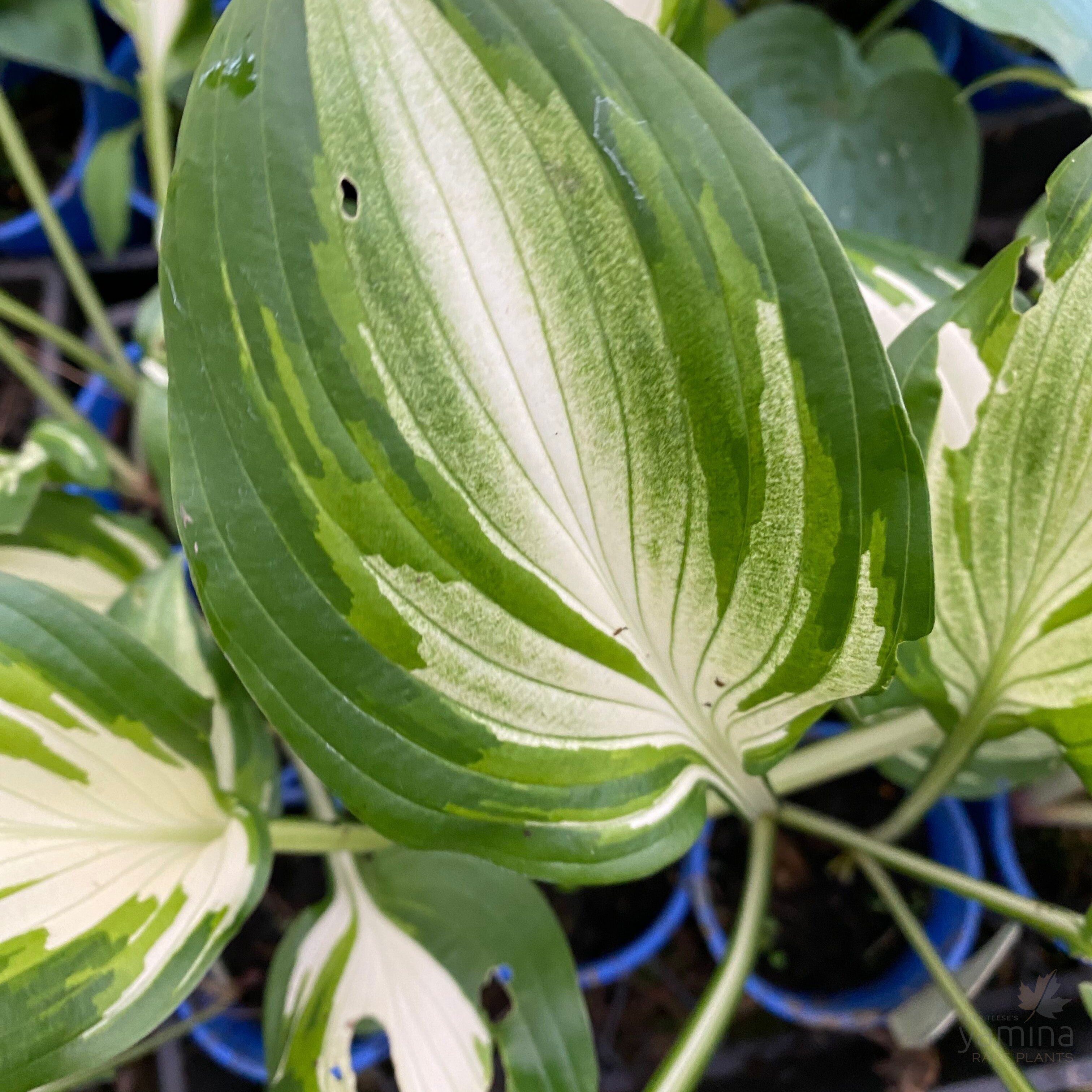 Hosta Undulata 1