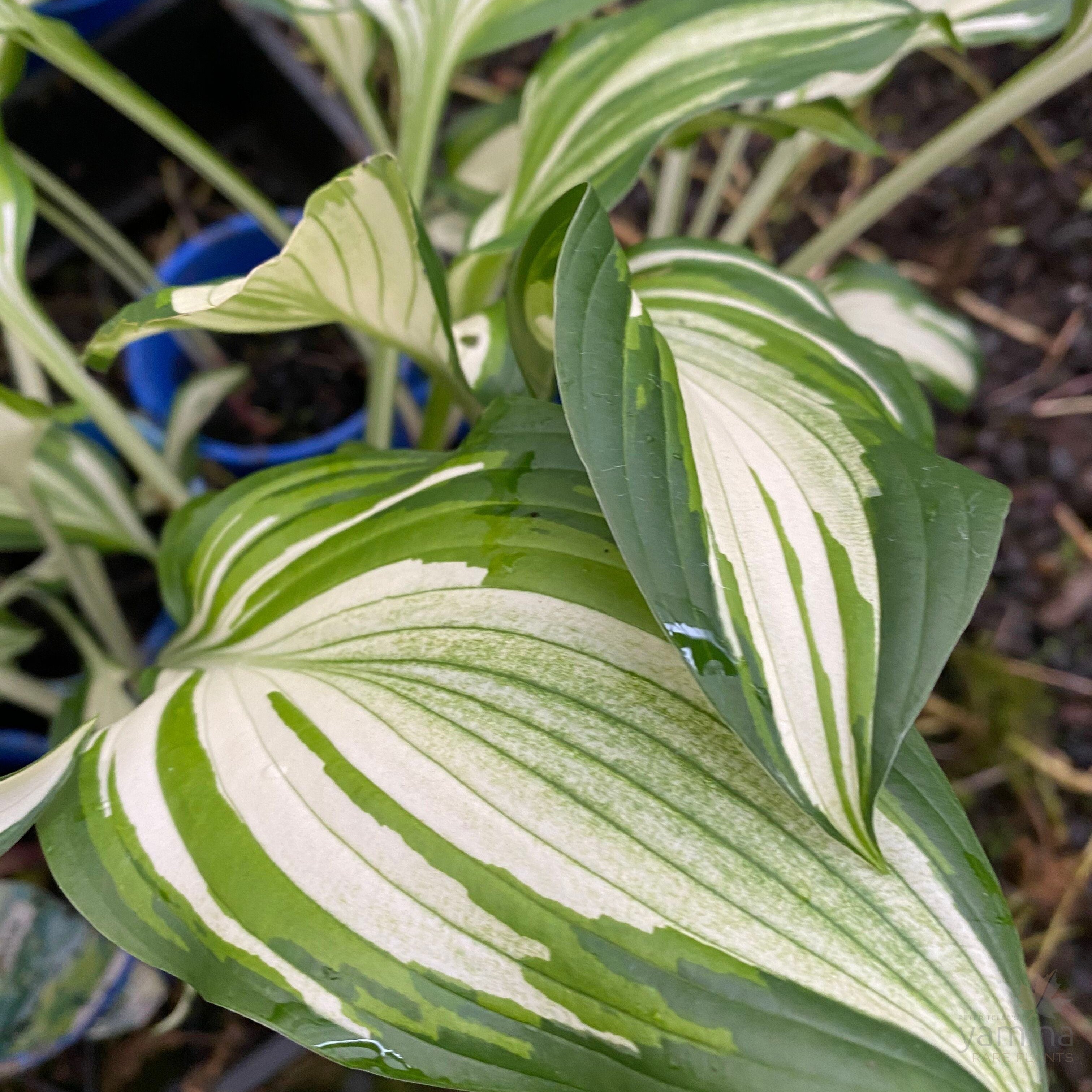 Hosta Undulata 2