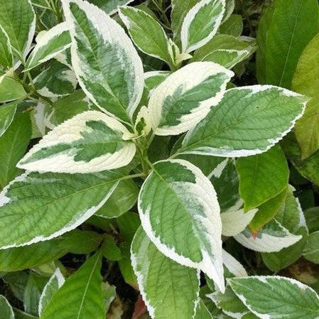 Hydrangea macrophylla Variegata 1