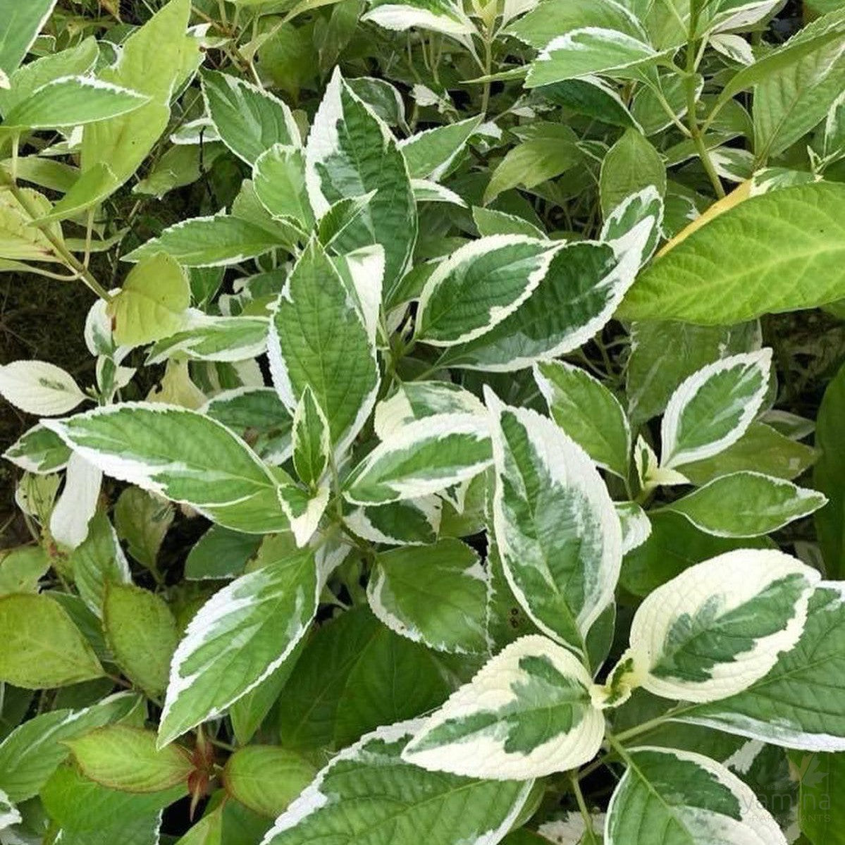 Hydrangea macrophylla Variegata 2