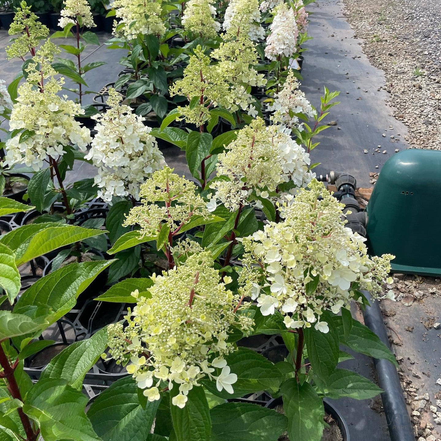 Hydrangea paniculata Candlelight