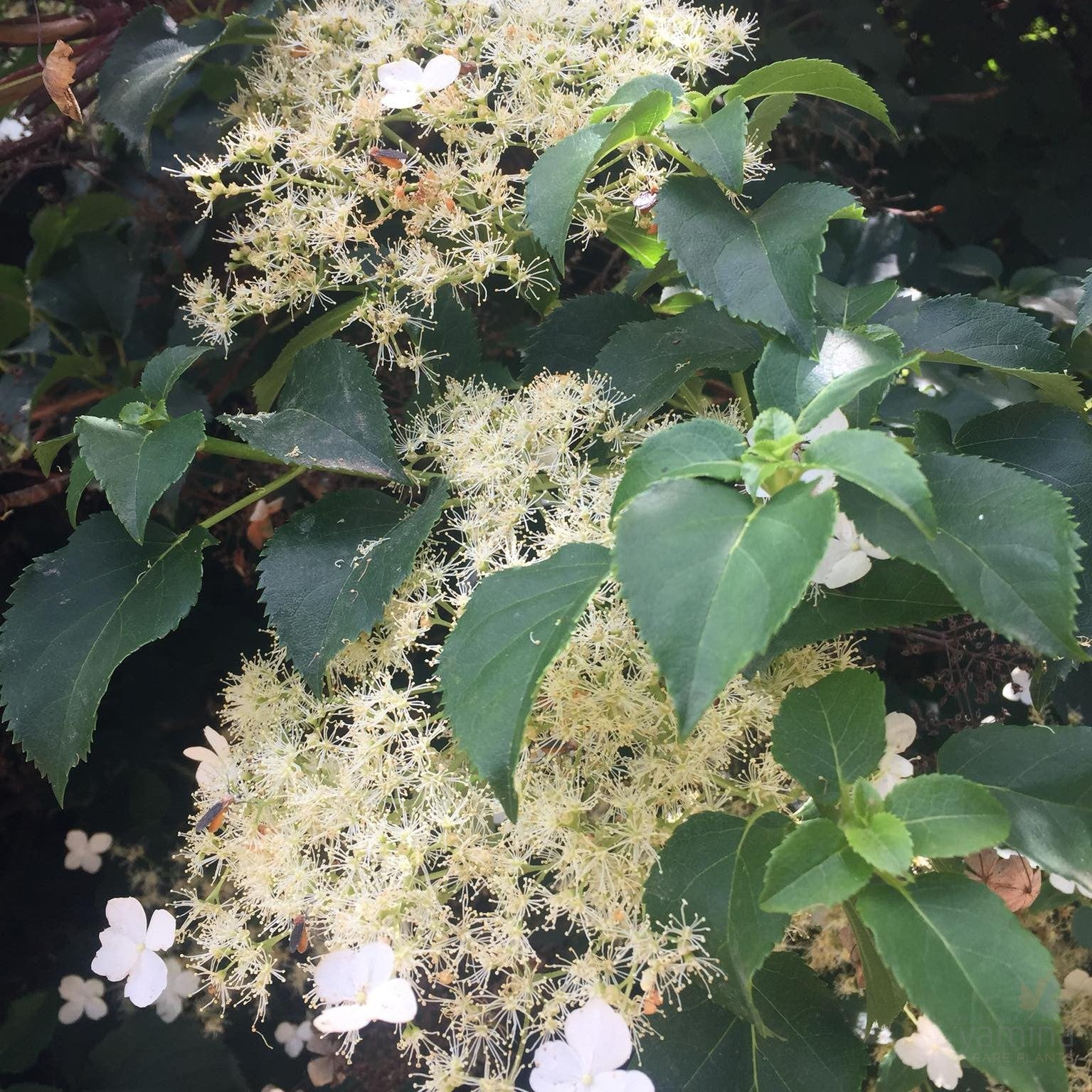 Hydrangea petiolaris 1