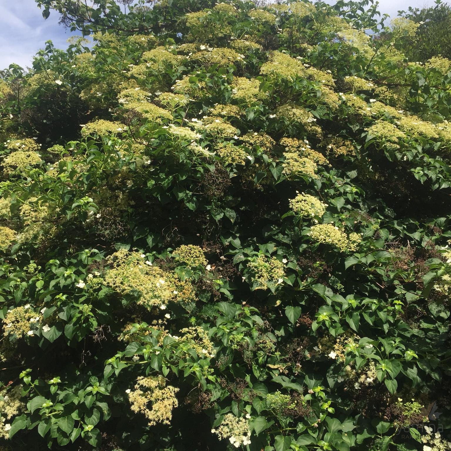 Hydrangea petiolaris 2