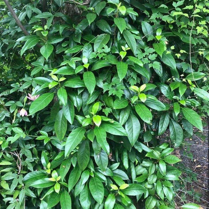 Hydrangea seemanii-Yamina Rare Plants