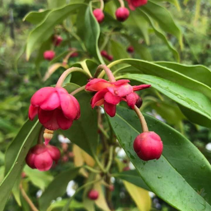 Illicium henryi 2