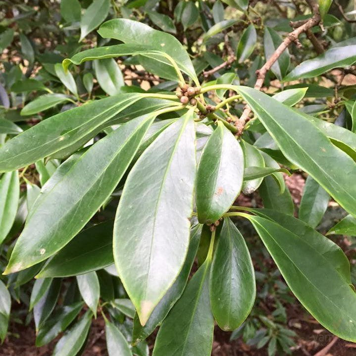 Illicium henryi 3