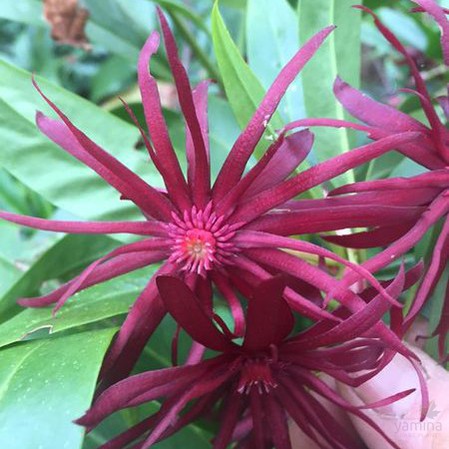 Illicium mexicanum 1