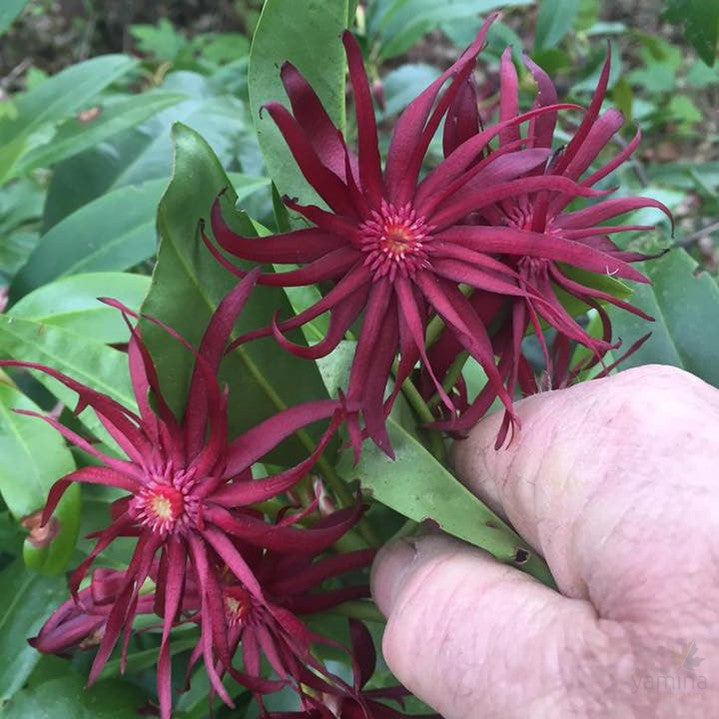 Illicium mexicanum 2