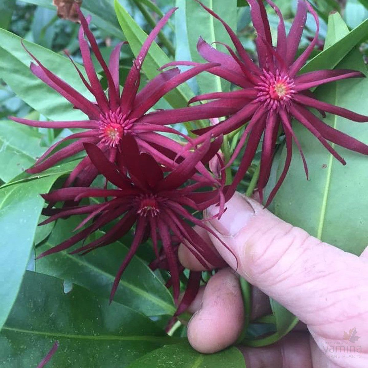 Illicium mexicanum 3