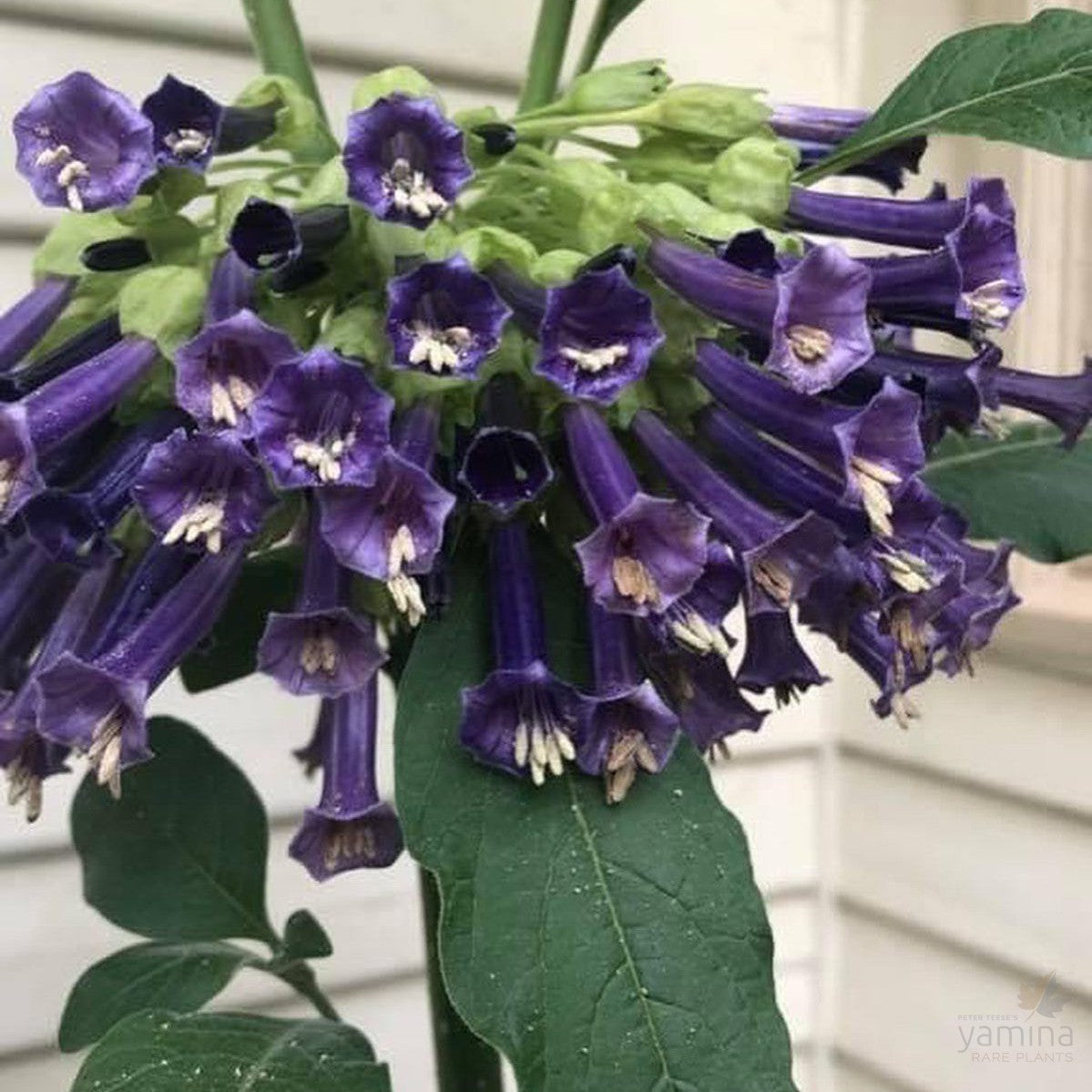 Iochroma cyaneum 1