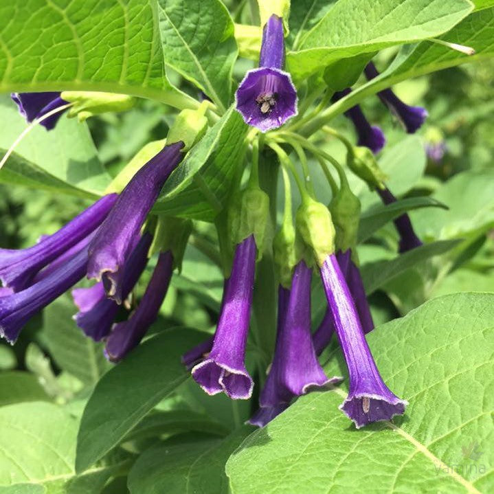 Iochroma cyaneum 2