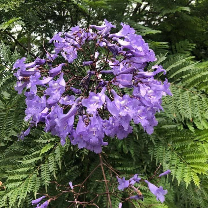 Jacaranda mimosaefolia  1