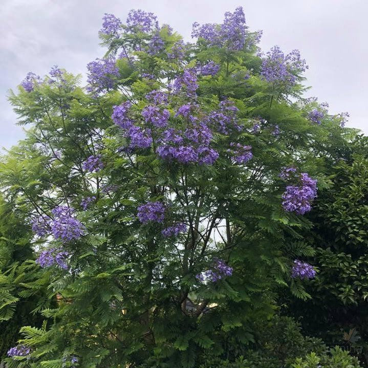 Jacaranda mimosaefolia  2