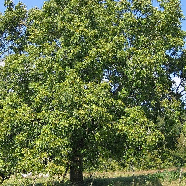 Juglans regia