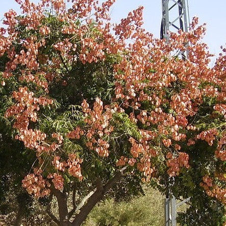 Koelreuteria bipinnata 1